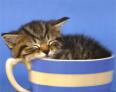 chaton