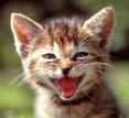 AA