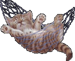 un chat sur un amac