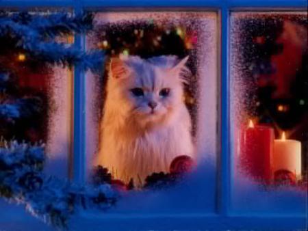 chat