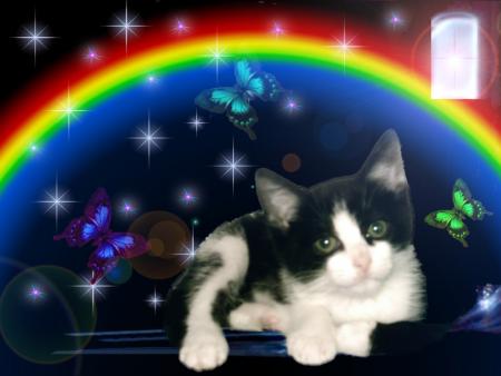 chaton