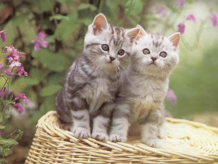 chaton
