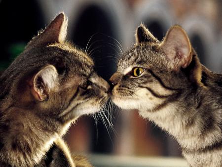 chats