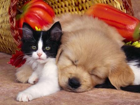 chaton et chiot