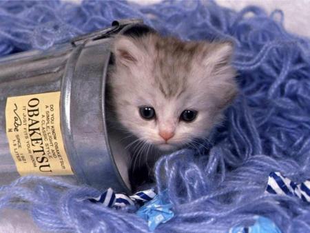 chaton