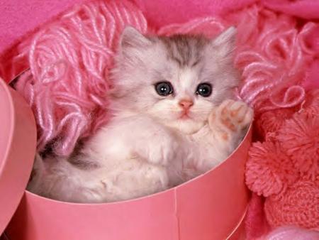 chaton