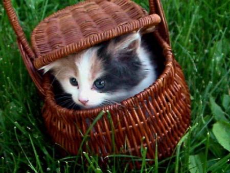 chaton