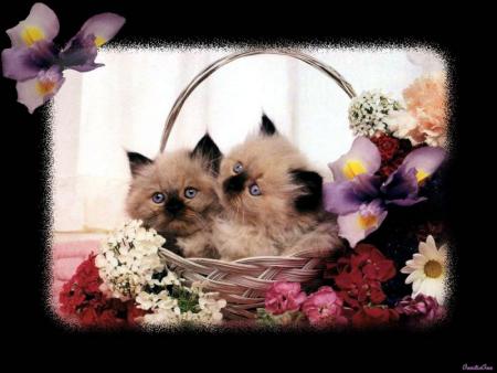 chaton